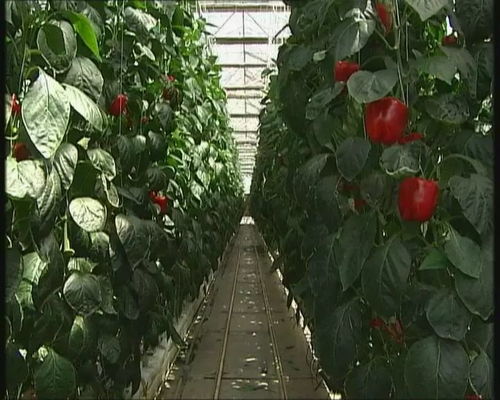 首都經濟報道 甜椒 工廠產量翻番 北京蔬菜工廠化生產實現(xiàn)新突破